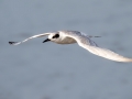 Forster's Tern - Hatches Harbor, Cape Cod