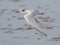 Forster's Tern - Hatches Harbor, Cape Cod