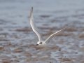 Forster's Tern - Hatches Harbor, Cape Cod