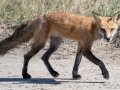Red Fox - Lieutenant Island, Cape Cod