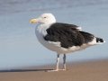 Great Black-backed Gull - Nauset Beach, Cape Cod