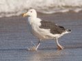 Great Black-backed Gull - Nauset Beach, Cape Cod
