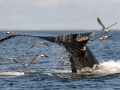Tail fluke - Humpback Whale - pelagic trip out of Chatham, Cape Cod