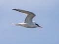Common Tern - Hatches Harbor, Cape Cod