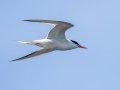 Common Tern - Hatches Harbor, Cape Cod
