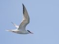 Common Tern - Hatches Harbor, Cape Cod