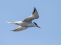 Common Tern - Hatches Harbor, Cape Cod