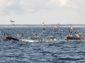 A group of Humpback Whales bubble net fishing - pelagic trip out of Chatham, Cape Cod