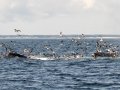 A group of Humpback Whales bubble net fishing - pelagic trip out of Chatham, Cape Cod
