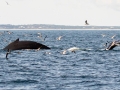 Humpback Whale diving - pelagic trip out of Chatham, Cape Cod