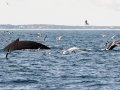 Humpback Whale diving - pelagic trip out of Chatham, Cape Cod