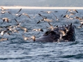 Humpback Whale blowhole - pelagic trip out of Chatham, Cape Cod