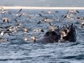 Humpback Whale blowhole - pelagic trip out of Chatham, Cape Cod