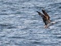 Northern Gannet - pelagic trip out of Chatham, Cape Cod