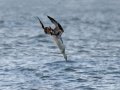 Northern Gannet - pelagic trip out of Chatham, Cape Cod