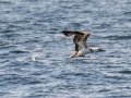 Northern Gannet - pelagic trip out of Chatham, Cape Cod