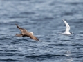 Parasitic Jaeger chasing Roseate Tern - pelagic trip out of Chatham, Cape Cod