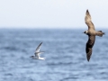 Parasitic Jaeger chasing Roseate Tern - pelagic trip out of Chatham, Cape Cod