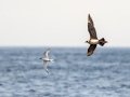 Parasitic Jaeger chasing Roseate Tern - pelagic trip out of Chatham, Cape Cod