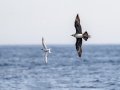 Parasitic Jaeger chasing Roseate Tern - pelagic trip out of Chatham, Cape Cod