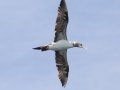 Northern Gannet - pelagic trip out of Chatham, Cape Cod