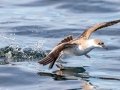 Great Shearwater - pelagic trip out of Chatham, Cape Cod