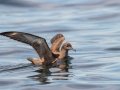 Sooty Shearwater - pelagic trip out of Chatham, Cape Cod