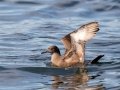 Sooty Shearwater - pelagic trip out of Chatham, Cape Cod
