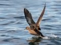 Sooty Shearwater - pelagic trip out of Chatham, Cape Cod