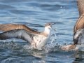Great Shearwater - pelagic trip out of Chatham, Cape Cod