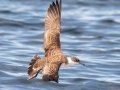 Great Shearwater - pelagic trip out of Chatham, Cape Cod