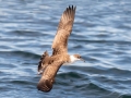 Great Shearwater - pelagic trip out of Chatham, Cape Cod