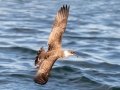 Great Shearwater - pelagic trip out of Chatham, Cape Cod