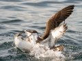 Great Shearwater - pelagic trip out of Chatham, Cape Cod