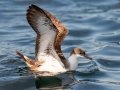 Great Shearwater - pelagic trip out of Chatham, Cape Cod