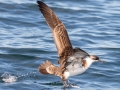 Great Shearwater - pelagic trip out of Chatham, Cape Cod
