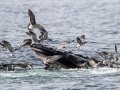 Commensalism relationship between Laughing Gulls and “bubble feeding” Humpback Whales - pelagic trip out of Chatham, Cape Cod