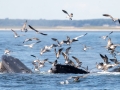 A group of humpback whales gather at the surface to feed -pelagic trip out of Chatham, Cape Cod