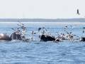 Gulls feeding frenzy while Humpback Whales feed - pelagic trip out of Chatham, Cape Cod