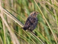 Saltmarsh Sparrow - Nauset Marsh, Cape Cod