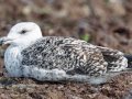 Great Black-backed Gull first cycle - Revere Beach