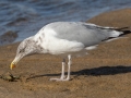 Herring Gull with a soft shell crab - Revere Beach