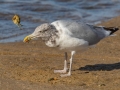 Herring Gull throws a soft shell crab to break it - Revere Beach