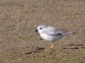Piping Plover - Hatches Harbor, Cape Cod