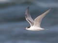 Common Tern - Hatches Harbor, Cape Cod