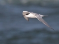Common Tern - Hatches Harbor, Cape Cod
