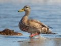 Mallard - Revere Beach