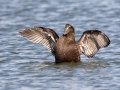 Common Eider female - Revere Beach