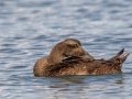 Common Eider female - Revere Beach
