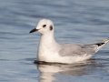 Bonaparte's Gull - Revere Beach